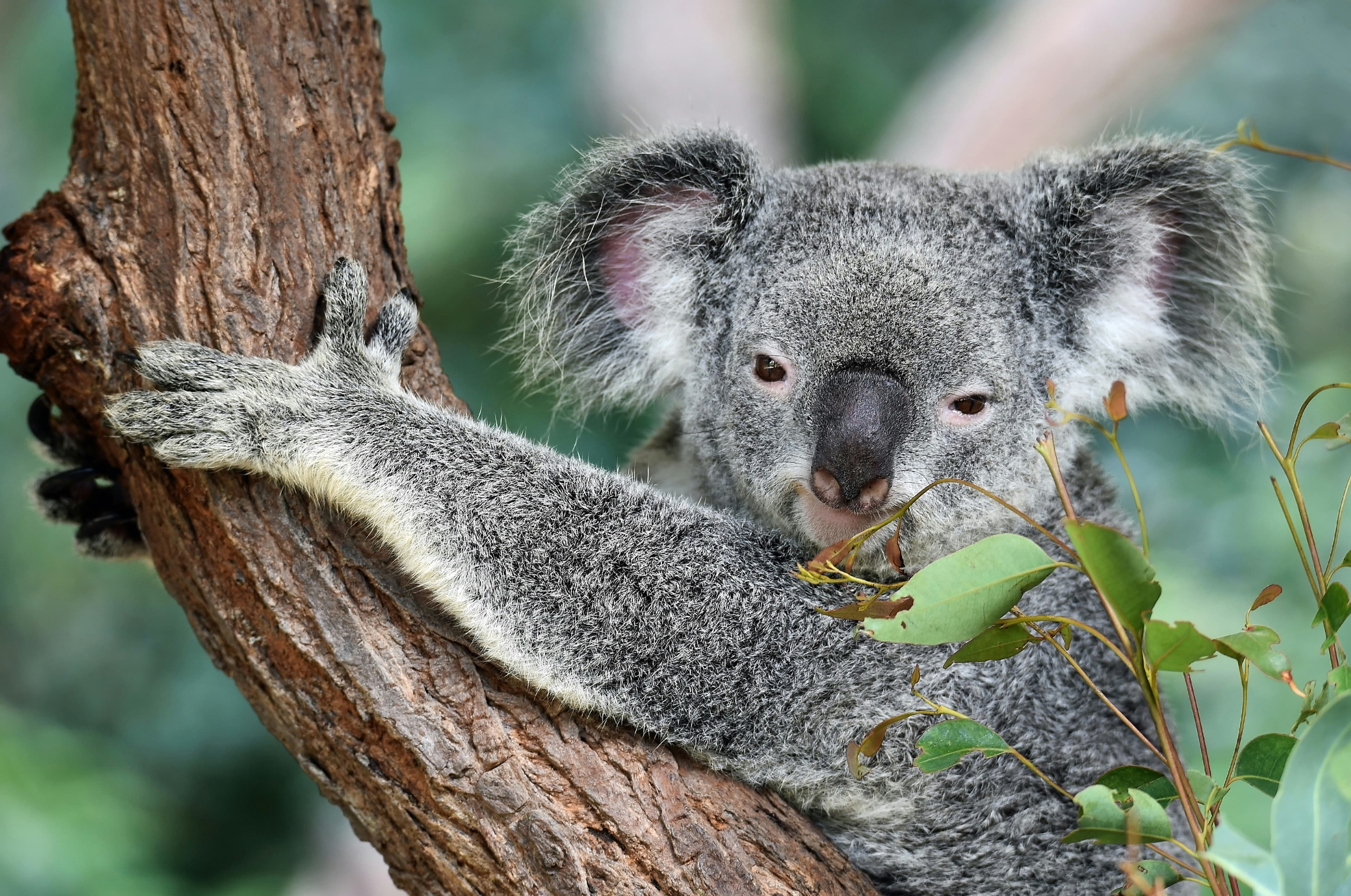 Australie